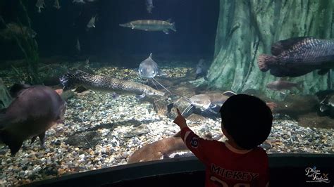 Aquaria klcc is not just a place for you to visit, but you can also learn about some of their conservation projects that are trying to keep the ocean healthier. Cheapest Aquaria KLCC Ticket for Locals and Tourists