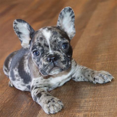 French Bulldog Male Id5414 Lb Central Park Puppies