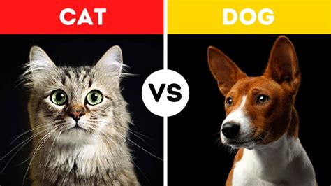 Cat Vs Dog Fight Comparison Who Would Win Dog Vs Cat Fighting