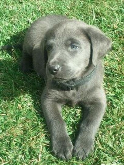The cheapest offer starts at £850. AKC Silver Labrador Pups Southern California - AKC Silver Lab Puppies - Los Angeles, California