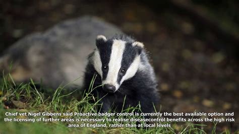 Badger Culling Extended To Stop Spread Of Tuberculosis In Cattle Youtube