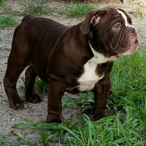 Hand raised miniature english bulldog puppies for sale to approved homes at times. Maximus | Hubs Pups | Standard & Rare Color AKC English ...