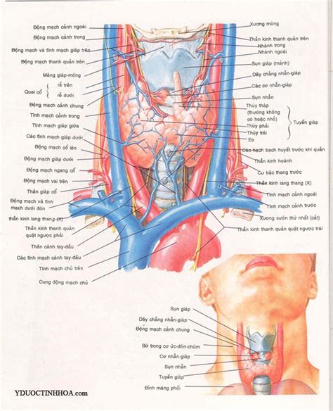 Human Body Anatomy Human Anatomy And Physiology Pituitary Gland Thyroid Gland Internal