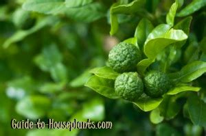 Double leaves with a shiny upper side and dull lower side. Kaffir Lime Tree, Kieffer Lime - Indoor Dwarf Lime Tree Care