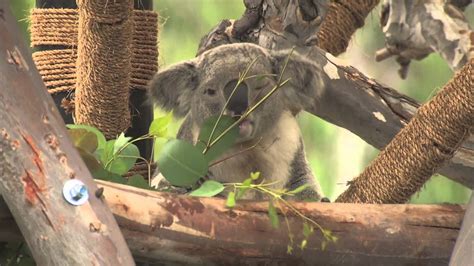 Theme Parks San Diego Zoo Koalas Youtube