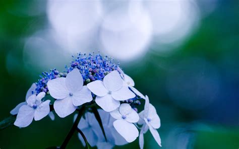 Beautiful Flower Hydrangea Hd Desktop Wallpapers 4k Hd