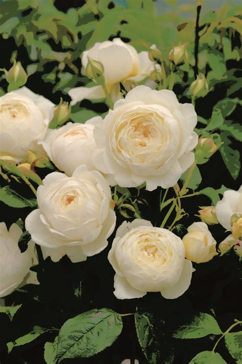 david austin english rose claire austin mm pot dawsons garden world