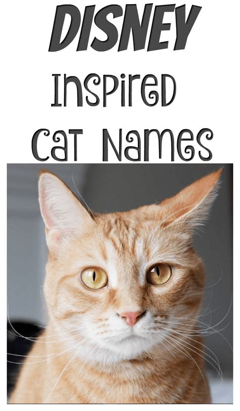 So you can give your kitten a name that's worthy of it! Perfect Disney Inspired Cat Names - My 3 Little Kittens