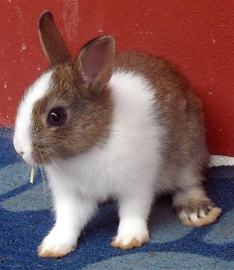 Netherland Dwarf Bunny Sold 11 Years Netherland Dwarf Nd Baby Rabbit