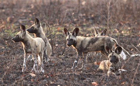 In the most recent iteration of the list the iucn identifies 5,766 species as endangered. Endangered Animals in Africa - Threatened Wildlife ...