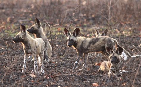 Africa is home to lots of endangered and almost extinct animals and wildlife. Endangered Animals in Africa - Threatened Wildlife ...