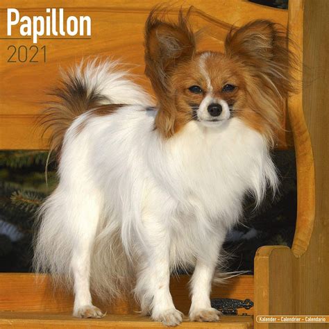 Papillon Dog Breed History And Some Interesting Facts