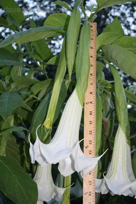 Plantfiles Pictures Brugmansia Angel Trumpet Angels Trumpet Super