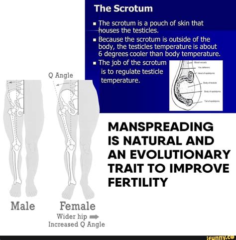 The scrotum is a pouch of skin that Áaouses the testícles Because the scrotum is outside of