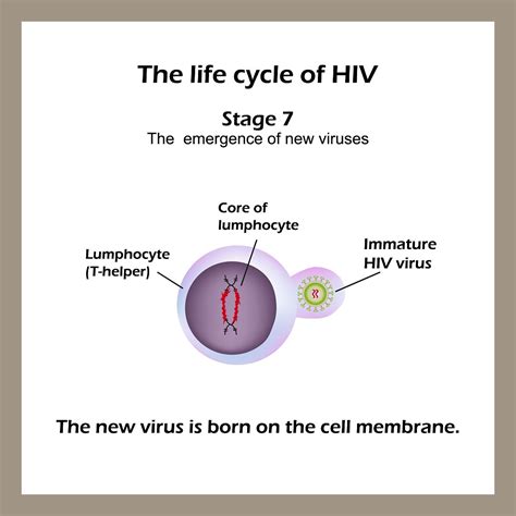 Stages Of Hiv And Aids Stdgov Blog