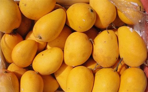 Ratnagiri Hapus Mango A Delightful Surprise For Mango Lovers SICW News