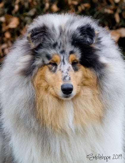 There are actually two different varieties of the very same breed. Beldones Rough Collies - stud dogs