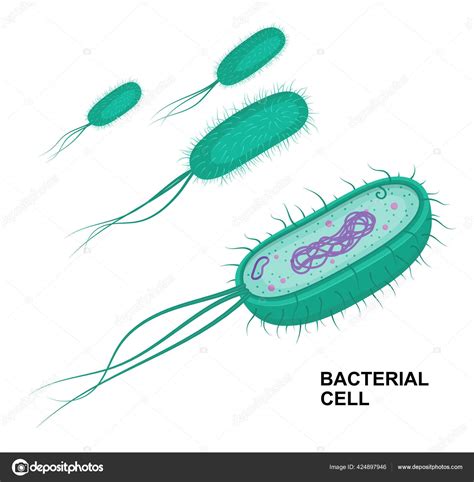 Vector Bacterial Cell Anatomy Isolated White Background Educational