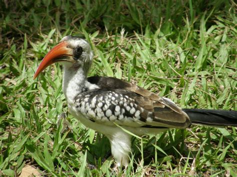 African Hornbill Photo I Took In The Gambia Bird Photo The Gambia