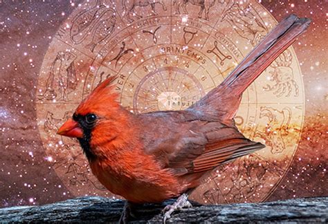 Spiritual Meaning Of A Red Cardinal Symbolism And Messages Crystal