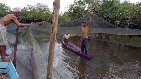 Cara Penangkapan Ikan Toman Ciri Khas Kalimantan Di Musim Kemarau Youtube