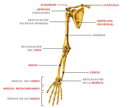 Los Huesos Del Cuerpo Humano Miembro Superior Omóplato Y Clavícula