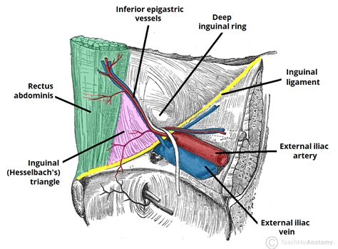 Anatomy Of Inguinal Hernia Anatomical Charts And Posters Images And