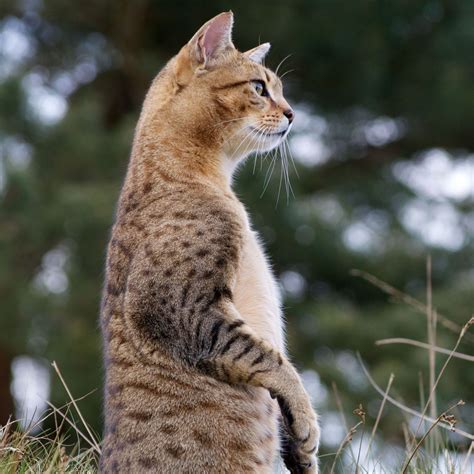Egyptian Mau Cat Breed History And Some Interesting Facts