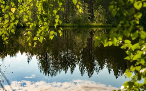 landscape, Forest, Lake, Evening, Summer, Forest, Tree, Beauty ...