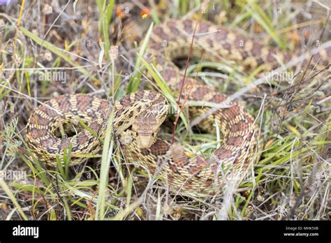 Pacific Gopher Snake Pituophis Catenifer Catenifer Hiding In Grass In