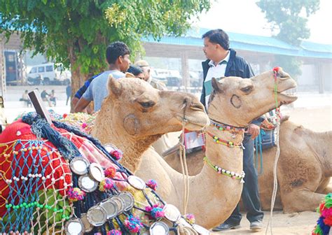 A camel in the tent book. Know Your Pushkar Camel Fair 2019