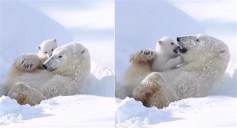 Mother Polar Bear Cuddling Her Cub Will Melt Your Heart Netizens React
