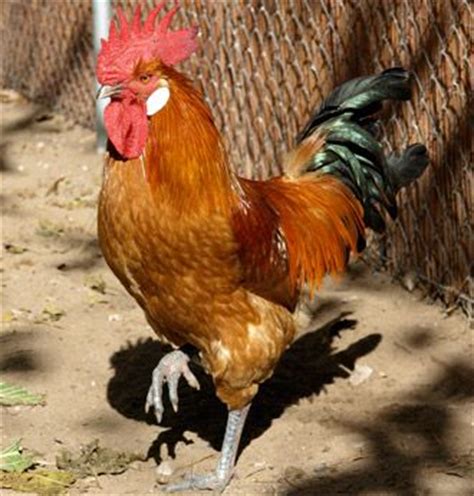 Ver más ideas sobre razas de pollos, aves de corral, gallinas y gallos. 24 best Gallos y gallinas images on Pinterest | Gallos ...
