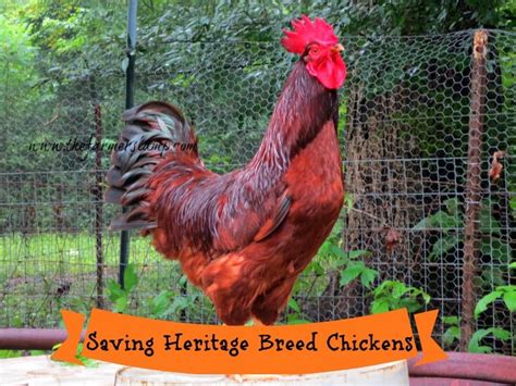 Saving Heritage Breed Chickens ~ Heritage Chicken Breeds Best Egg