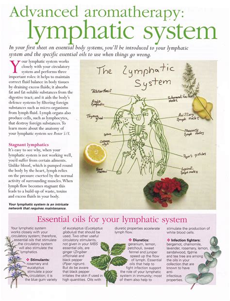 Advanced Aromatherapy Lymphatic System Essential Oils For Colds