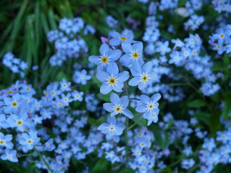 Some Lovely Little Blue Flowers Flickr Photo Sharing
