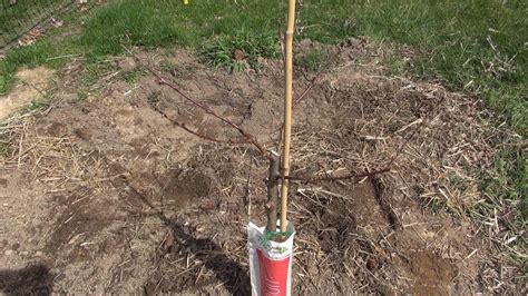 Pruning A Newly Planted Peach Tree Youtube