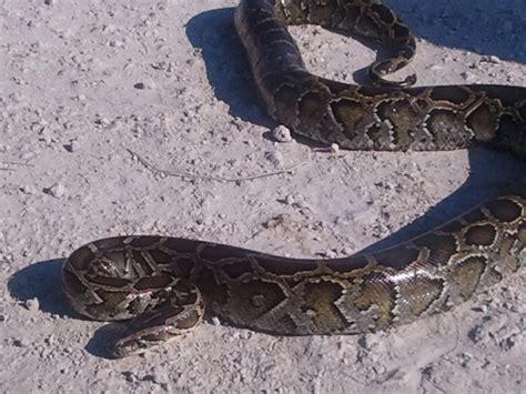 Burmese Pythons Invasive Species In Florida