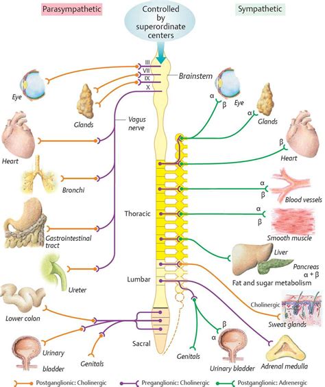 Autonomic Nervous System Physiology An Illustrated Review
