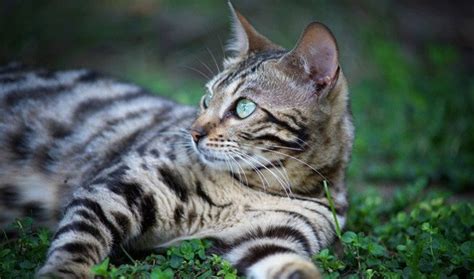 Bengal cats usually have a shine or shimmer to their coat that is most visible in direct sunlight. Benefits of a cat fence system for Pedigree Cats - CatFence