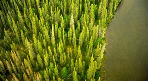 Primer On Forest Carbon In Canadas Boreal Forest