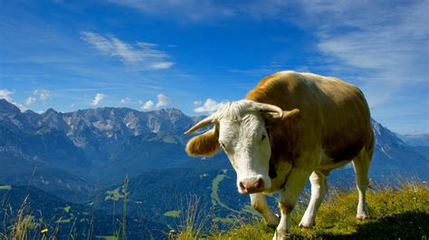Lonely Cow 1920 X 1080 Hdtv 1080p Wallpaper