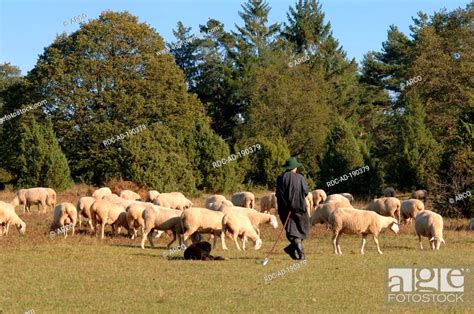 Shepherd With Flock Of Domestic Sheep Steinheimer Heide North Rhine