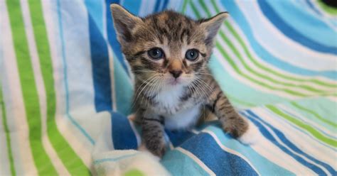 Natürlich hat er angst vor der welt, denn er geht in unserer zucht nicht aus der tür oder aus dem fenster, obwohl er es sollte und könnte. Katze Bild: Baby Katzen Zu Verschenken Tirol