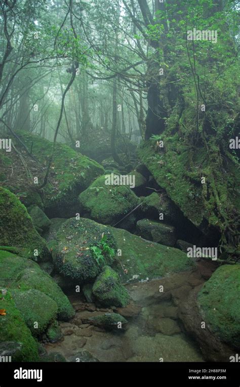 The Famous Moss Covered UNESCO World Nature Heritage Forest At Shiratani Unsuikyo Yakushima