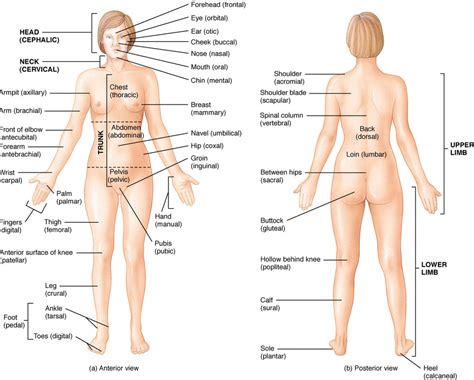 Tabel Antropometri Tubuh Manusia Hot Sex Picture