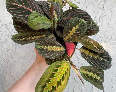 Maranta Red Prayer Plant Air Purifying Indoor Potted Plant Etsy