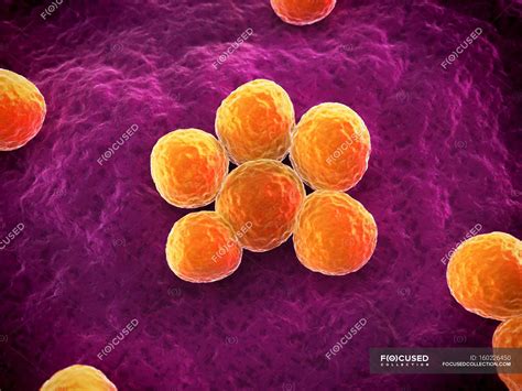 Methicillin Resistant Staphylococcus Aureus — Infection Pathogenic