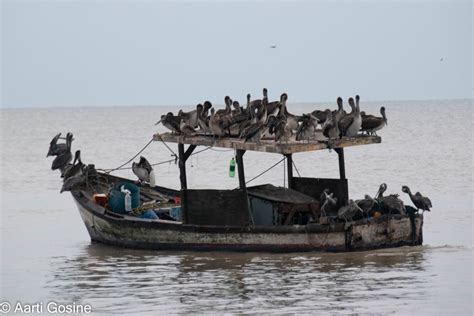 Pelican Rescue How Oil Spills Affect Seabirds In Trinidad