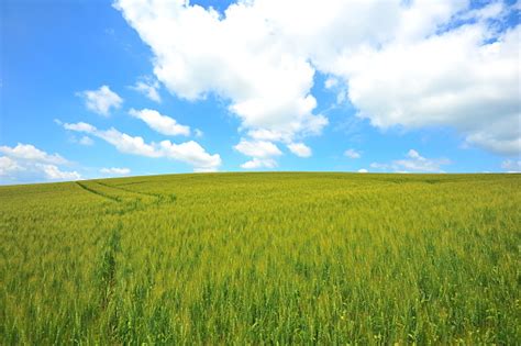 Green Plantation Fields In Biei Hokkaido Japan Stock Photo Download